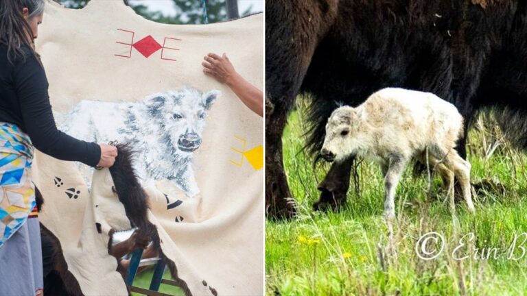 Rare White Bison Naming Ceremony Split.jpg