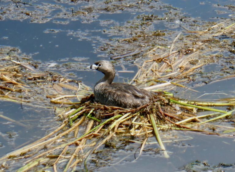 1720589162 00 Bird On Nest.jpg