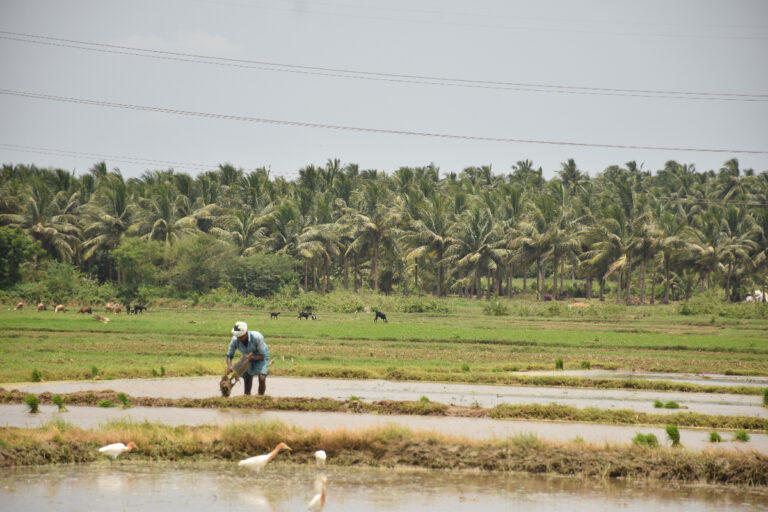 Rice Farm Mitti Labs.jpg