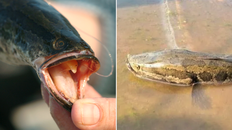 Snakehead Fish.png